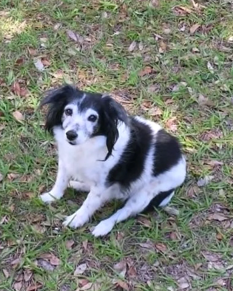 Sassy, the dog who inspired the brand